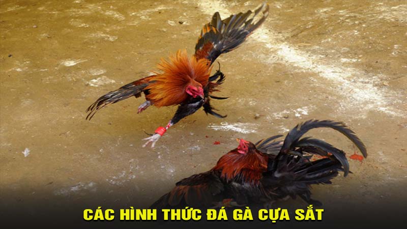 Các hình thức đá gà cựa sắt