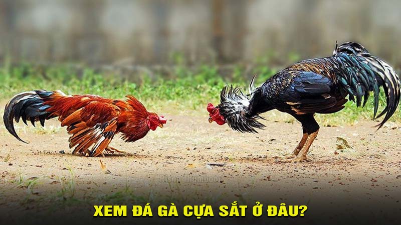 Xem đá gà cựa sắt ở đâu?