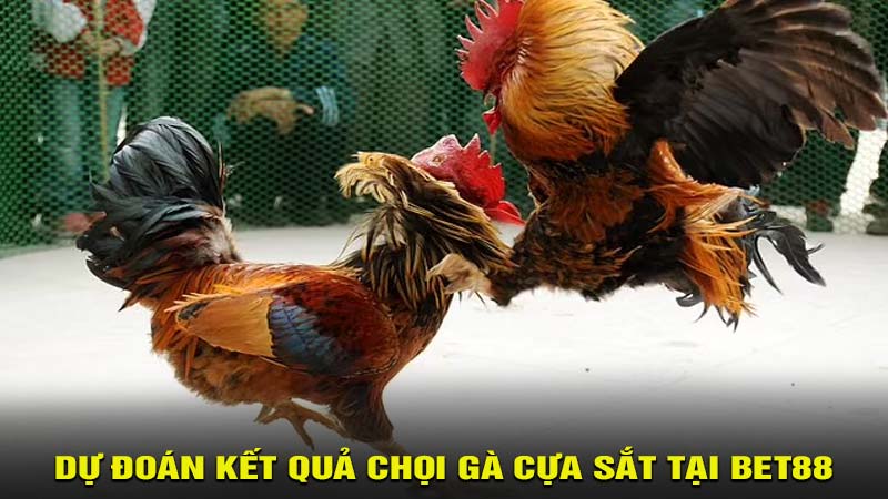 Cách tham gia dự đoán kết quả chọi gà cựa sắt tại bet88